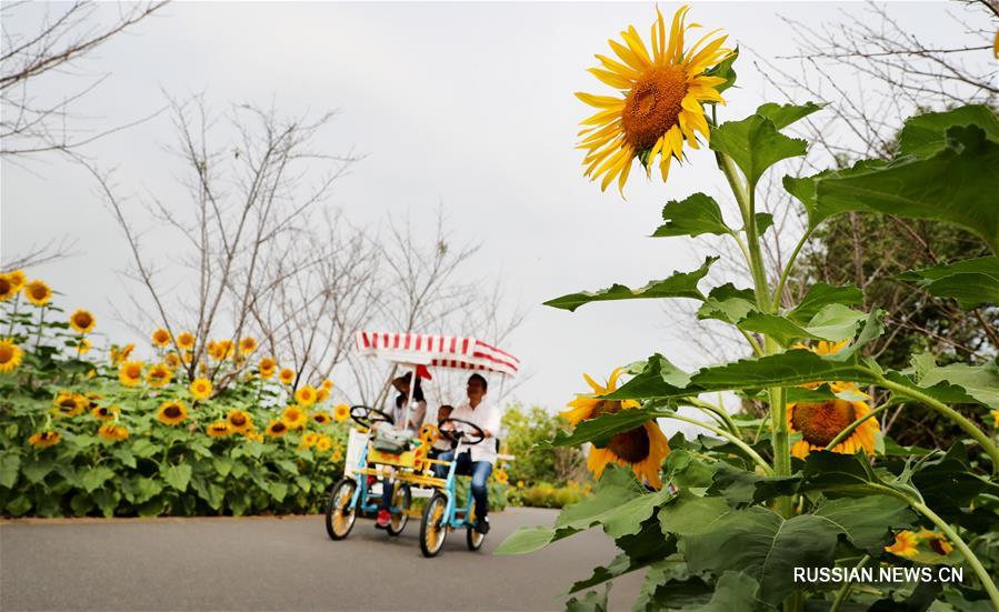 Пышное осеннее цветение в шанхайском экопарке