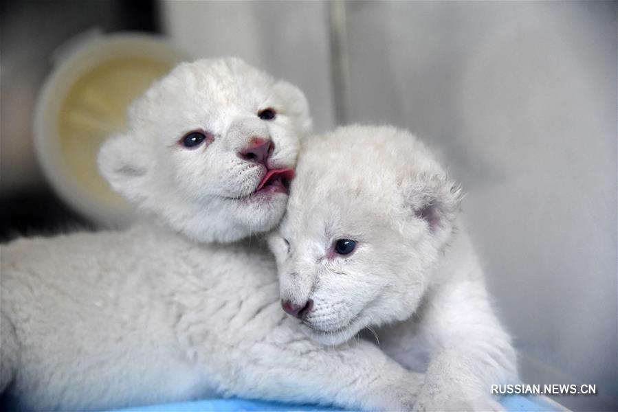 В цзинаньском зоопарке появились на свет два белых львенка