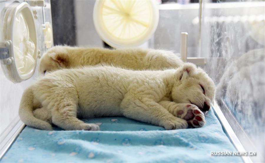 В цзинаньском зоопарке появились на свет два белых львенка