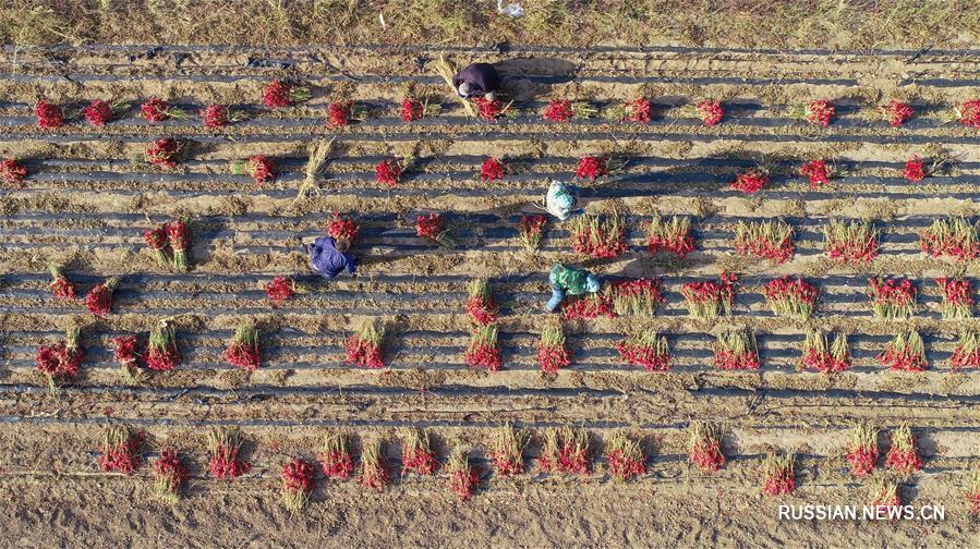 Богатый урожай острого перца в деревне Чанганцзы