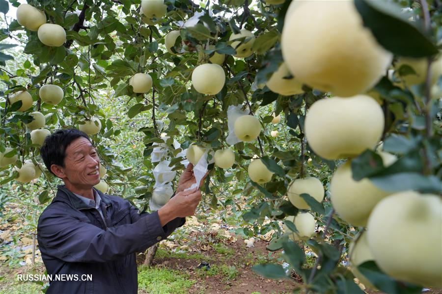 Осенний урожай яблок в уезде Нэйцю