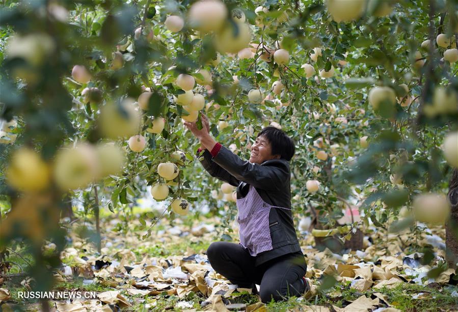Осенний урожай яблок в уезде Нэйцю