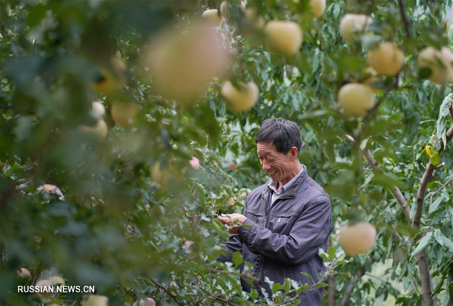 Осенний урожай яблок в уезде Нэйцю