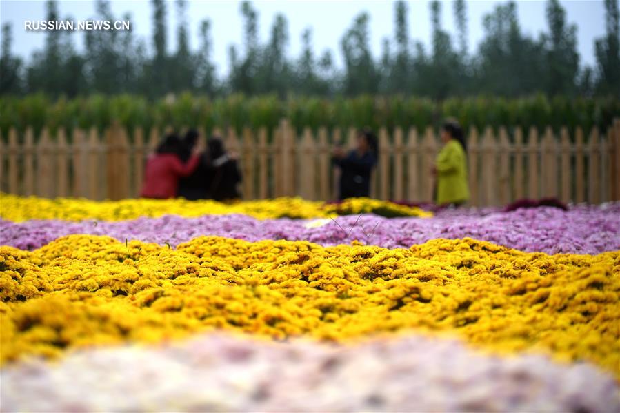 Осеннее цветение хризантем в деревне Чжоуцзяу
