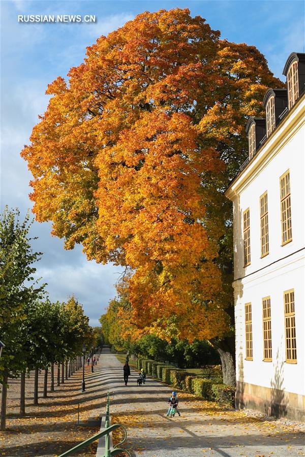 Осенний пейзаж в Стокгольме 