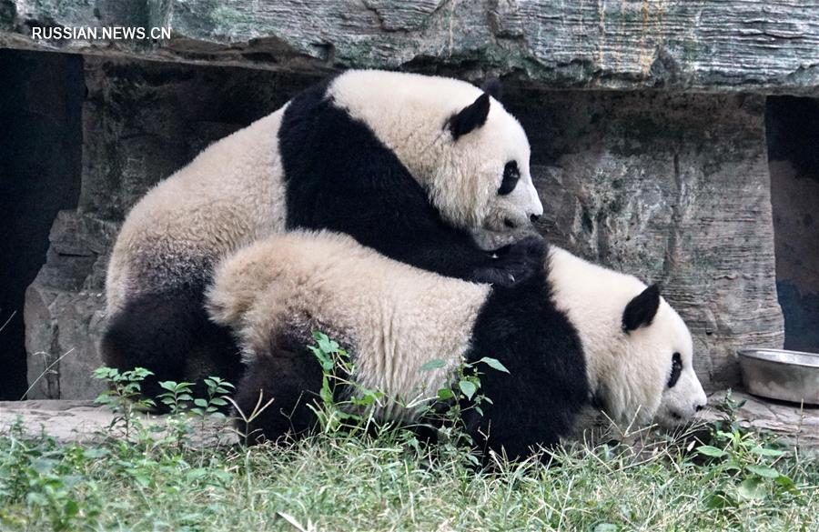 Самки-близнецы большой панды Мэнбао и Мэнъюй обосновались в Пекинском зоопарке 