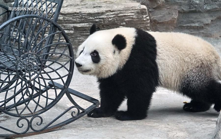 Самки-близнецы большой панды Мэнбао и Мэнъюй обосновались в Пекинском зоопарке 