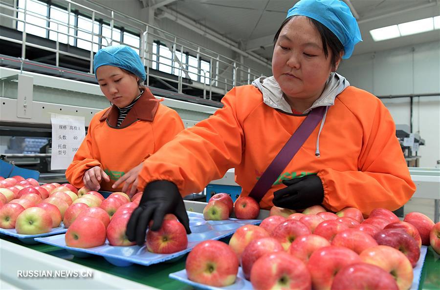 Маленькое яблоко -- залог большого успеха для фермеров из провинции Хэнань