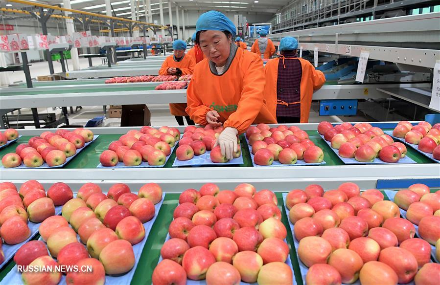 Маленькое яблоко -- залог большого успеха для фермеров из провинции Хэнань