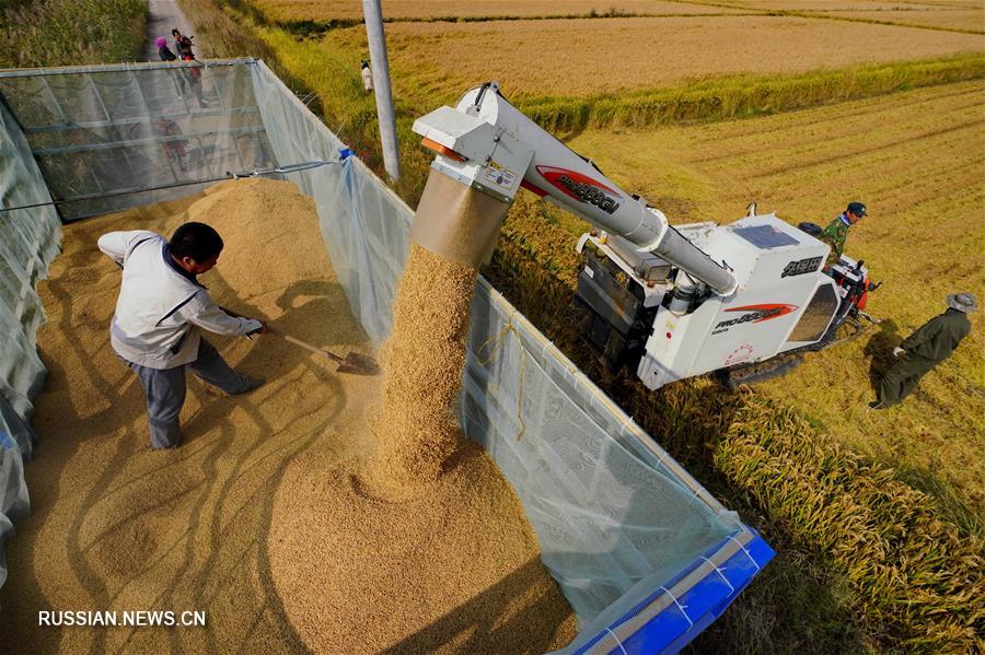 Уборка урожая риса в провинции Хэбэй