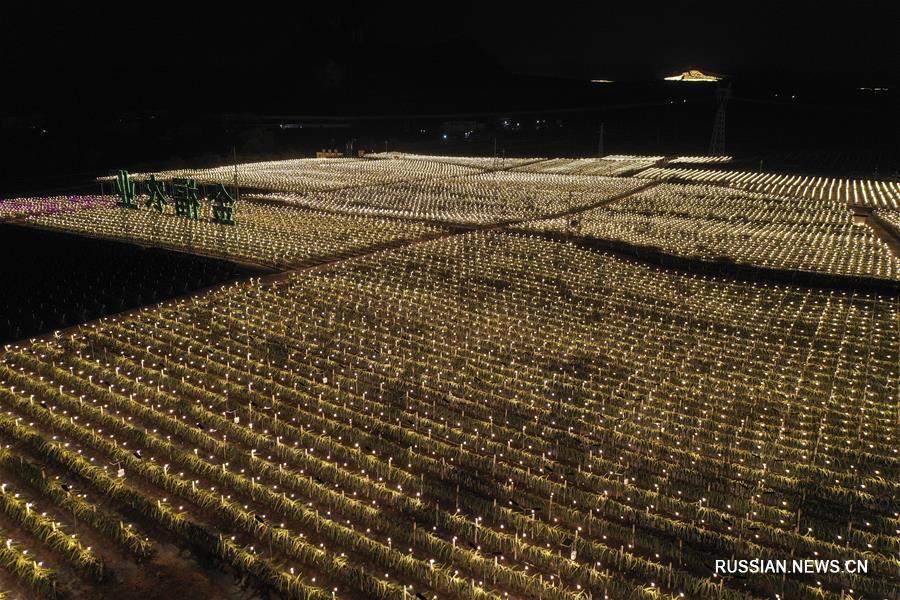 Искусственное освещение на плантациях питайи в уезде Лунъань