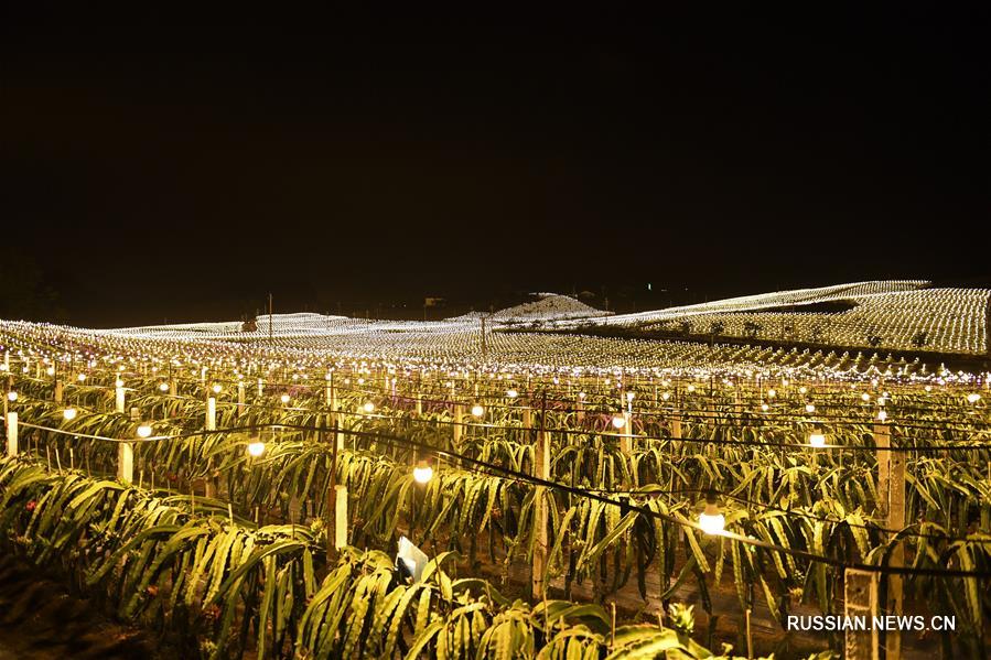 Искусственное освещение на плантациях питайи в уезде Лунъань