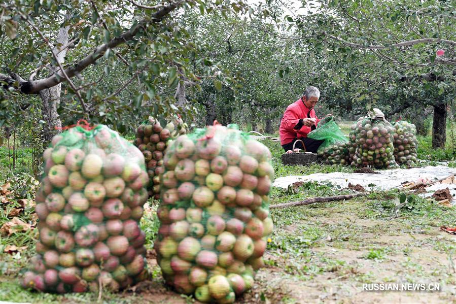 Сбор урожая яблок в провинции Шаньси