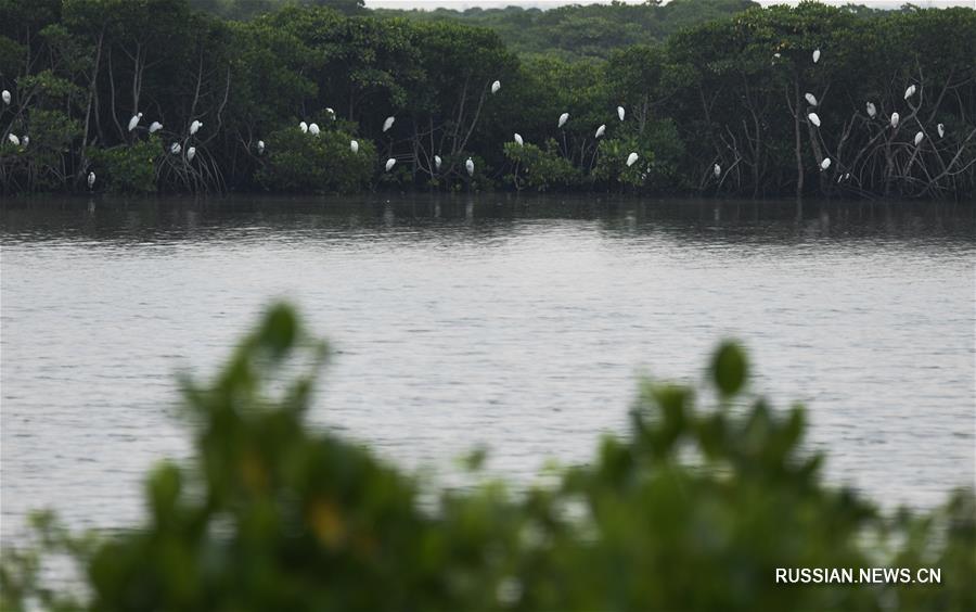 Возрождение мангровых лесов в провинции Хайнань