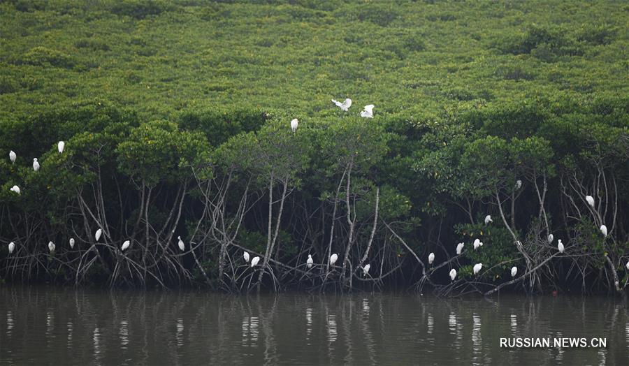 Возрождение мангровых лесов в провинции Хайнань