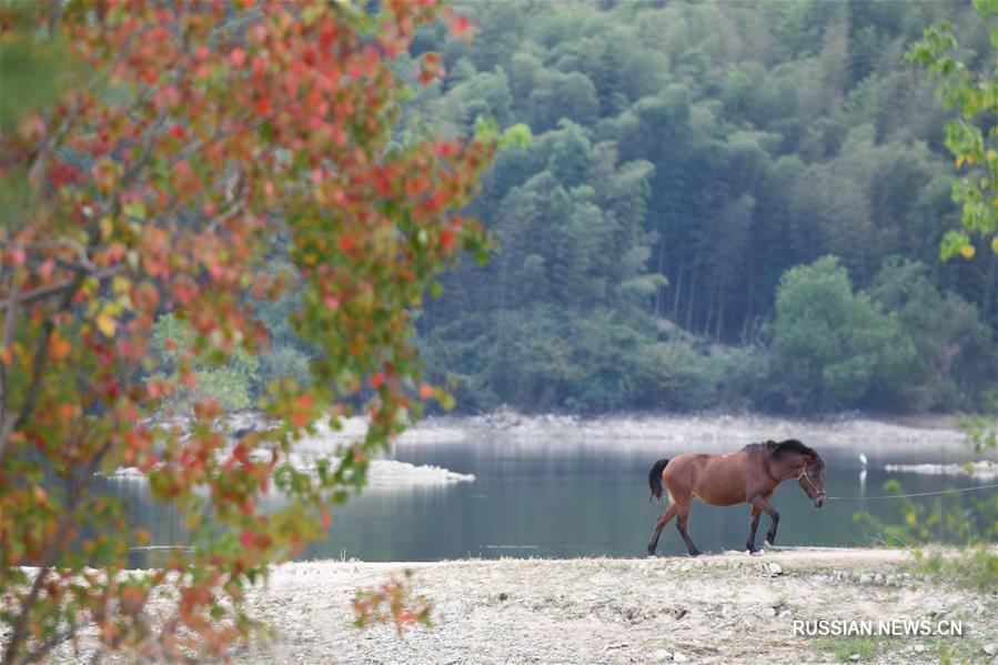 Волшебная осень на озере Цишу в провинции Аньхой