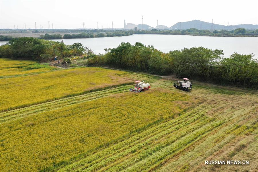 Сбор урожая риса в Хучжоу