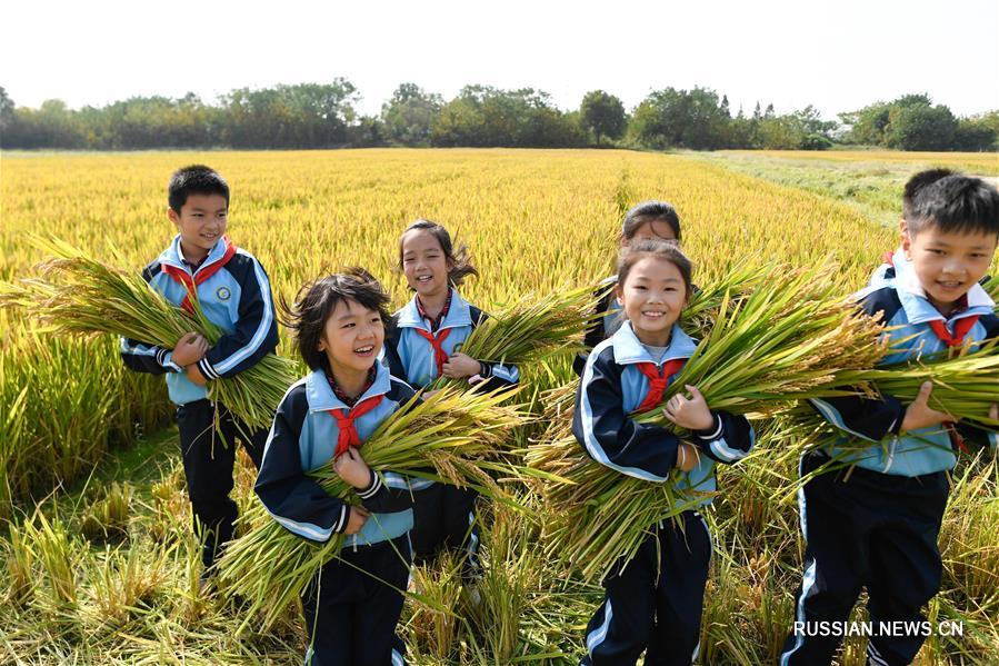 Сбор урожая риса в Хучжоу