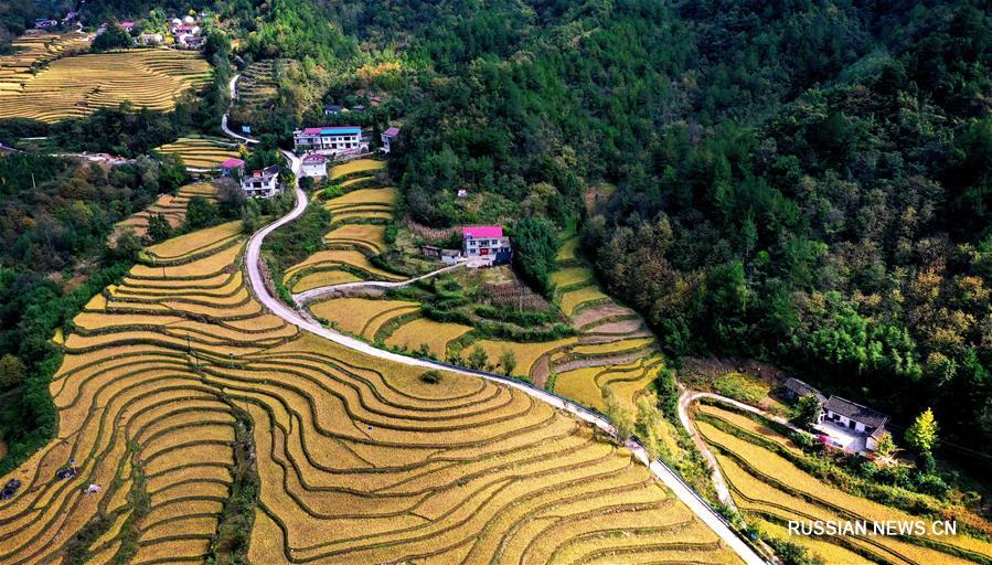 Золотые рисовые поля в провинции Шэньси