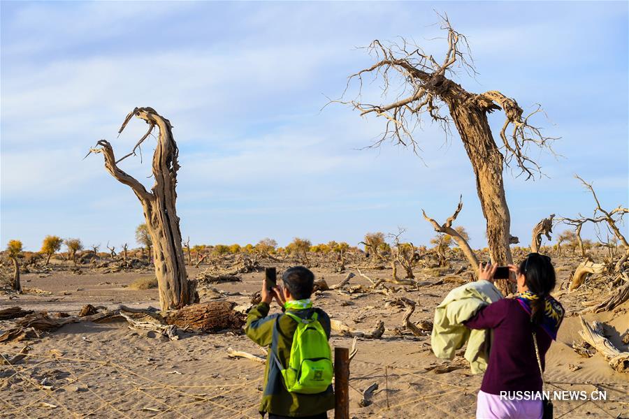 Мертвый лес в пустыне Внутренней Монголии 