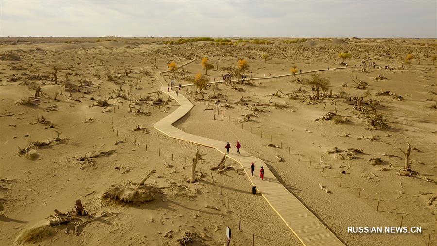 Мертвый лес в пустыне Внутренней Монголии 