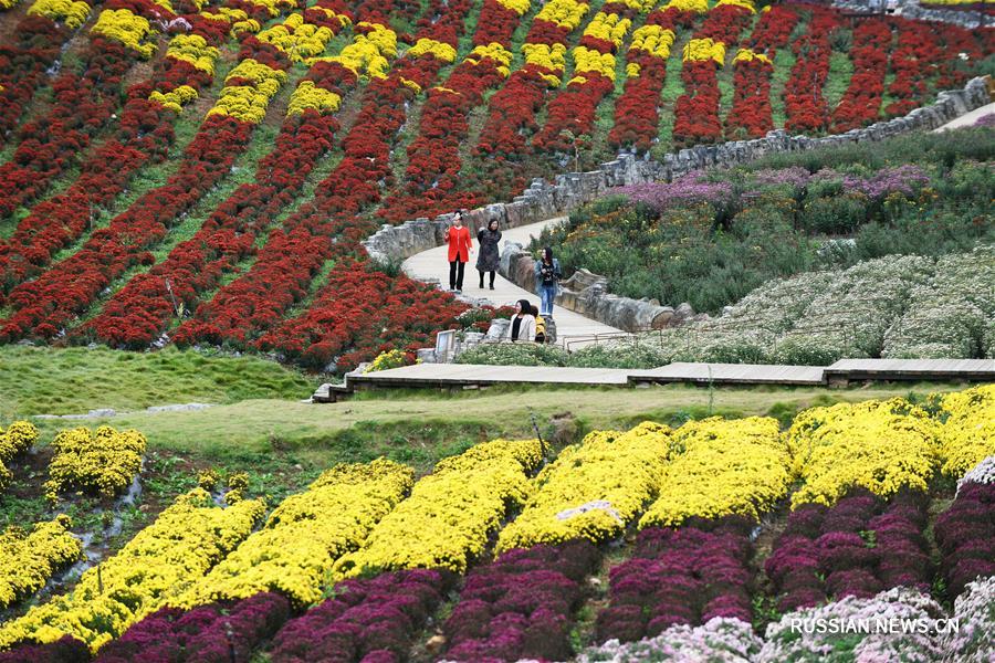 Разноцветные поля хризантем в провинции Гуйчжоу дарят осенний колорит