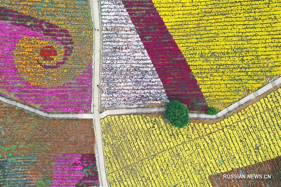 Разноцветные поля хризантем в провинции Гуйчжоу дарят осенний колорит
