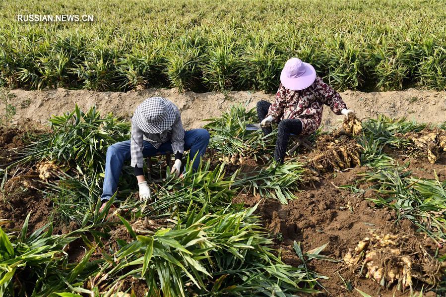 Богатый урожай имбиря порадовал крестьян в провинции Шаньдун 