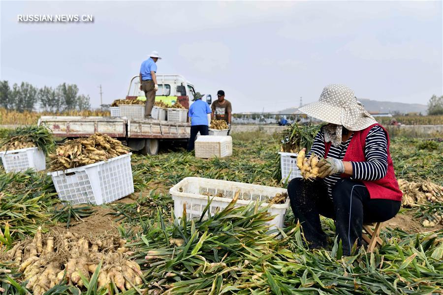 Богатый урожай имбиря порадовал крестьян в провинции Шаньдун 