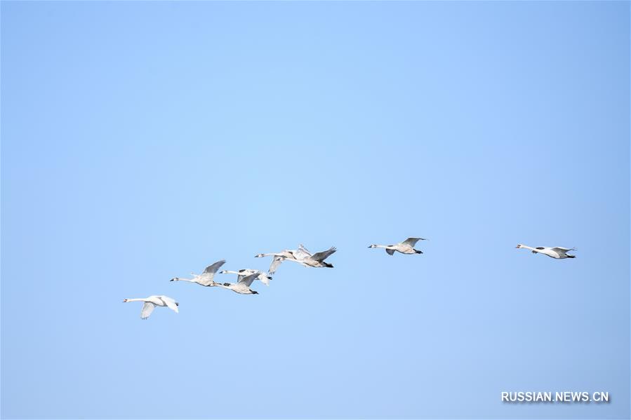 Белые лебеди на озере Улан-Сухай