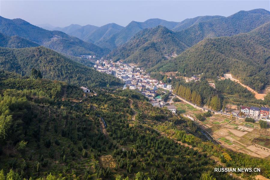 "Денежное дерево" приносит доход фермерам в горных деревнях провинции Чжэцзян 