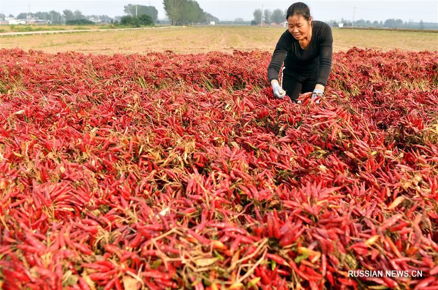 Осенняя палитра полей в провинции Хэнань 
