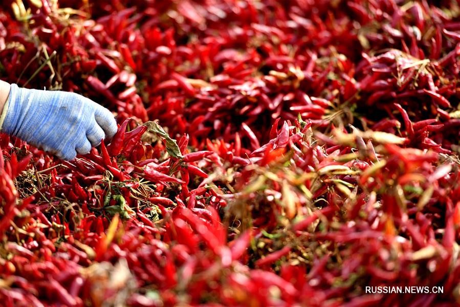Осенняя палитра полей в провинции Хэнань 