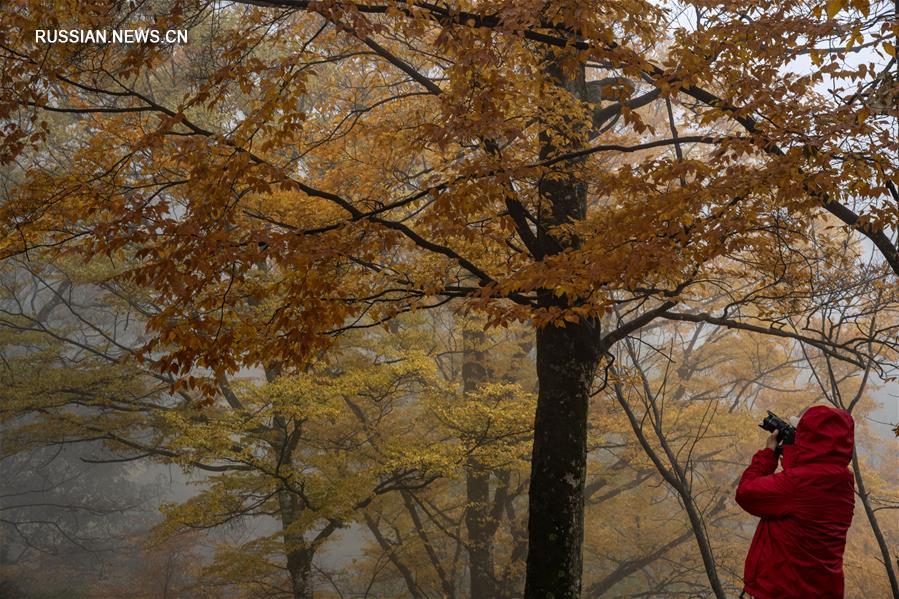 Красочная осень в природном заповеднике Шэньнунцзя