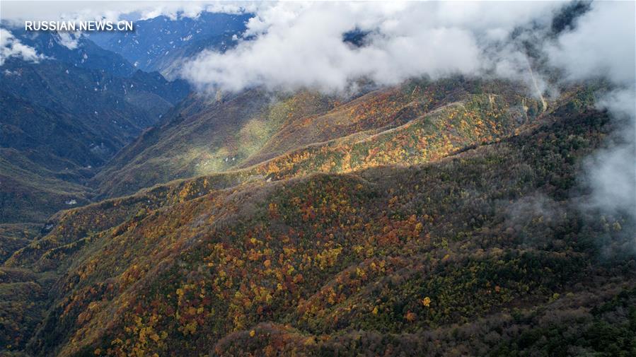 Красочная осень в природном заповеднике Шэньнунцзя