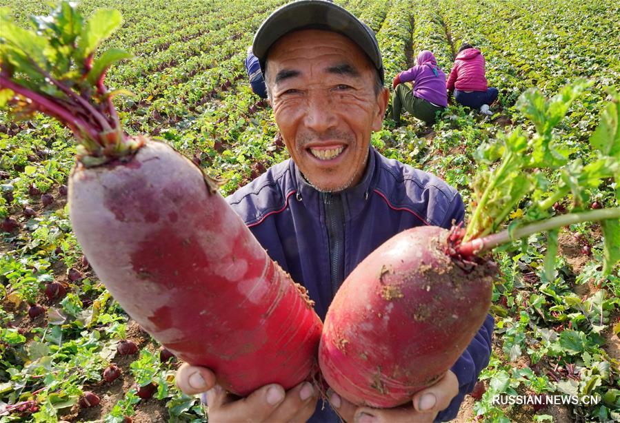 Луаньчжоу на севере Китая: большие урожаи редиса