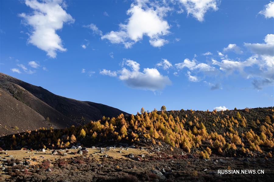 Осенние пейзажи уезда Сянчэн в провинции Сычуань