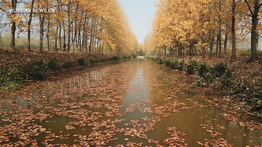 Золотая осень в волости Саньшиган на востоке Китая