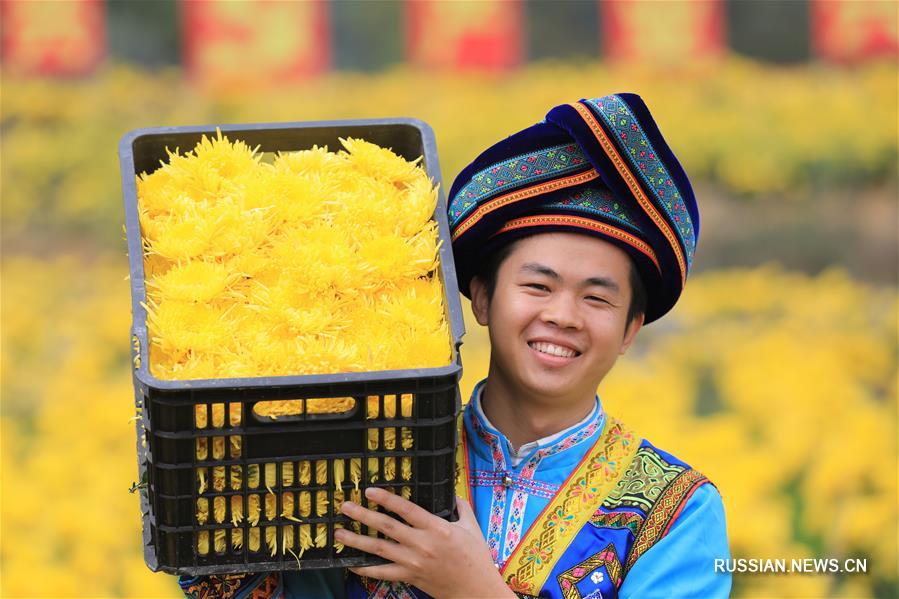 Выращивание золотых хризантем помогает фермерам из уезда Жунъань победить бедность