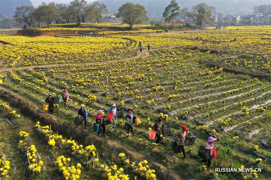 Выращивание золотых хризантем помогает фермерам из уезда Жунъань победить бедность