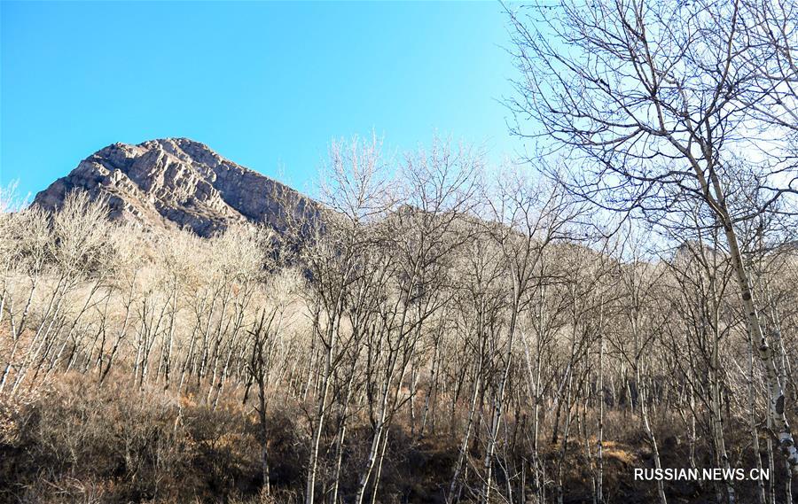 Предзимье на склонах горы Цзюфэншань 