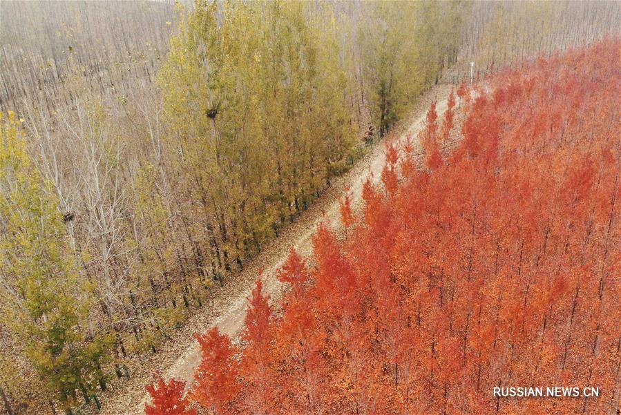 Багряные клены в провинции Шаньдун
