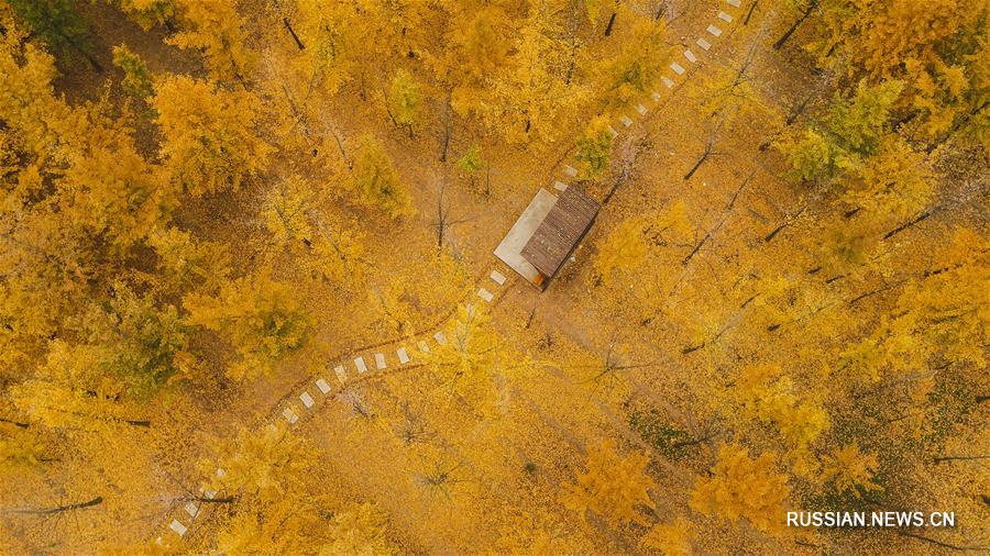 Гинкговый лес в Северном Китае