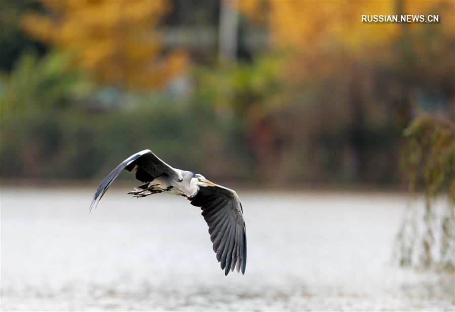Танец птиц над озером Гуаньшаньху