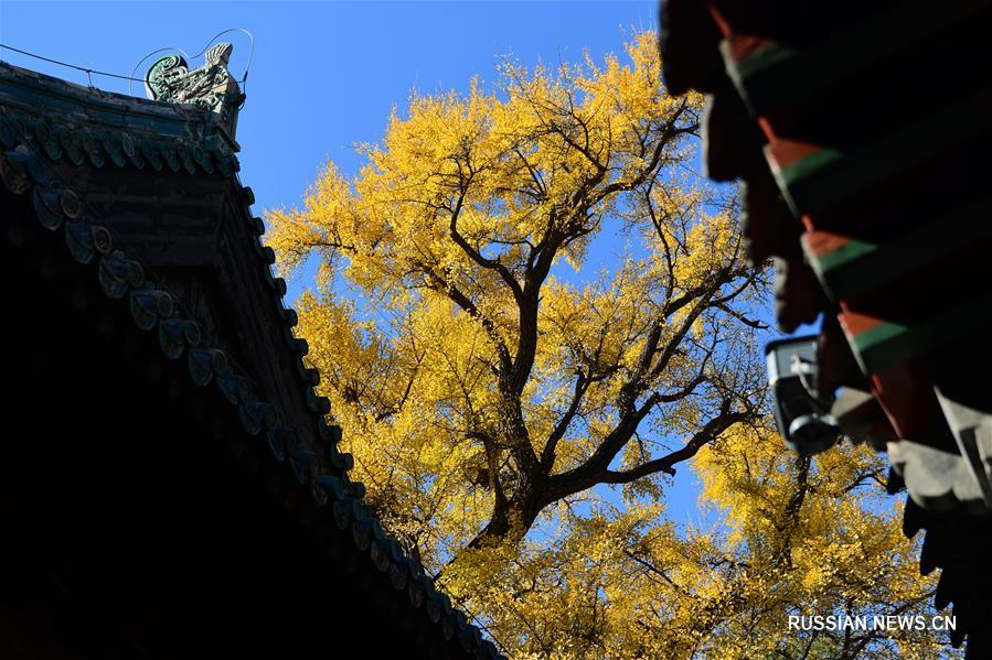 Тысячелетнее дерево гинкго в окрестностях Пекина