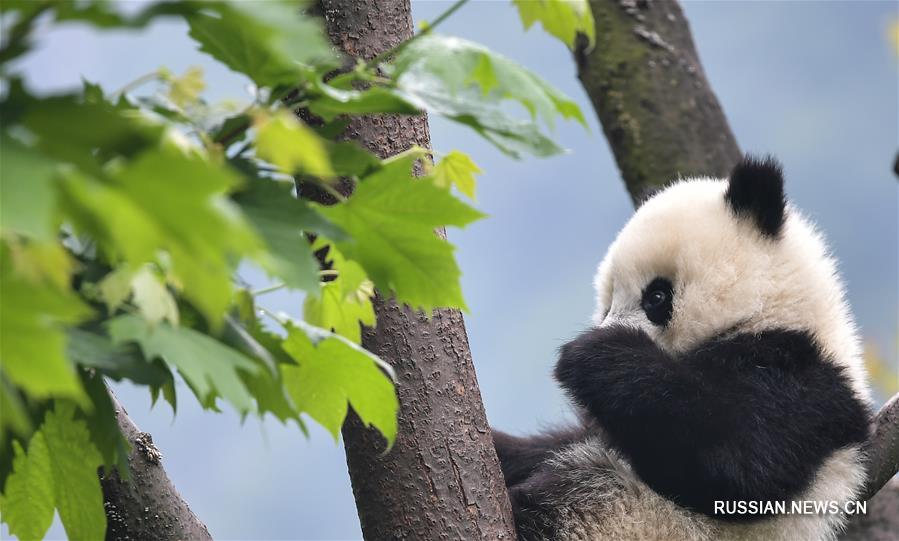 Количество содержащихся в неволе больших панд в мире составляет 600 особей 