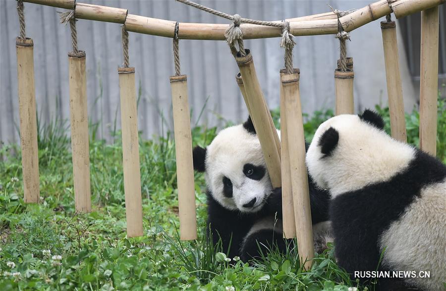 Количество содержащихся в неволе больших панд в мире составляет 600 особей 