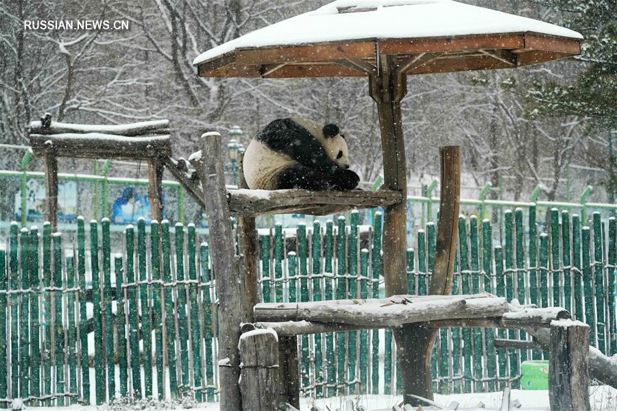 Самка большой панды Сыцзя встречает новую снежную зиму в провинции Хэйлунцзян