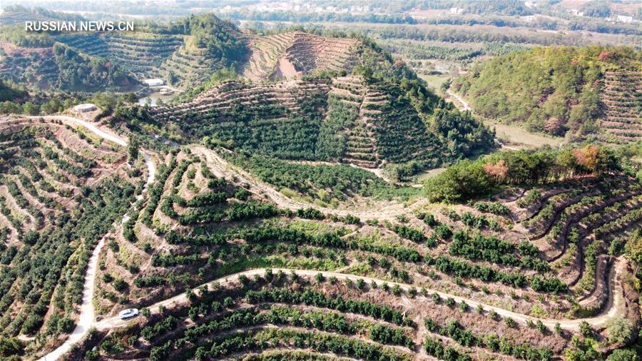 Сбор урожая апельсинов сорта "навель" в Ганьчжоу