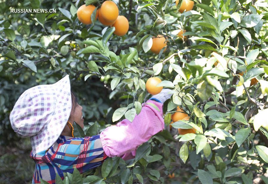 Сбор урожая апельсинов сорта "навель" в Ганьчжоу